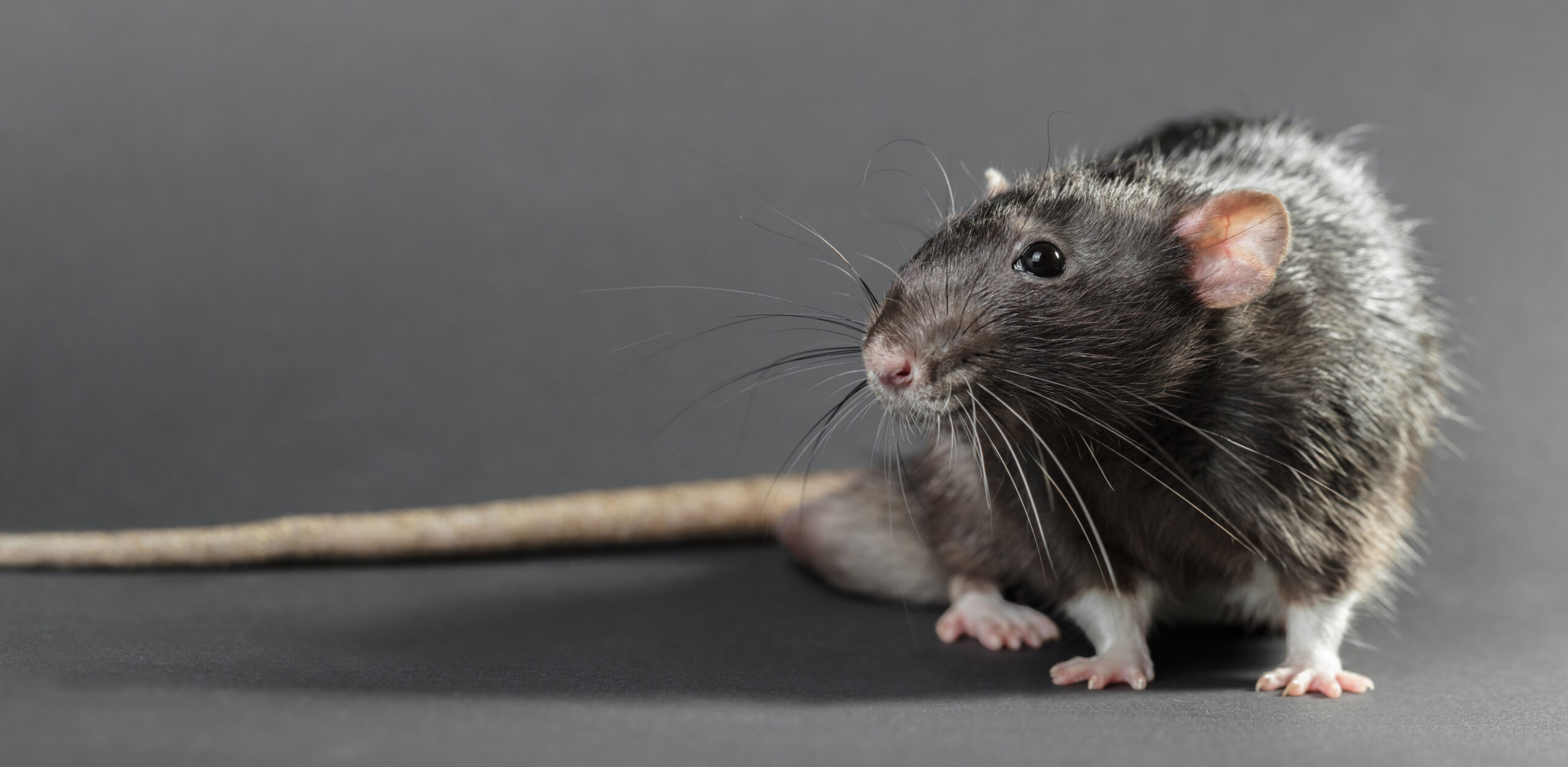 Permanent Rat Control — Wildlife Company LLC